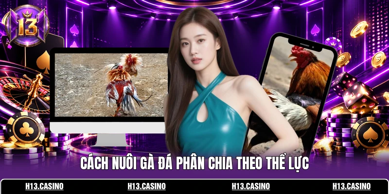 Cách Nuôi Gà Đá - Bí Quyết Huấn Luyện Chiến Kê Từ Cao Thủ 3 Cách nuôi gà đá phân chia theo thể lực