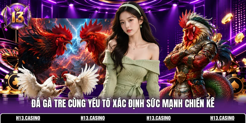 Đá gà tre cùng yếu tố xác định sức mạnh chiến kê