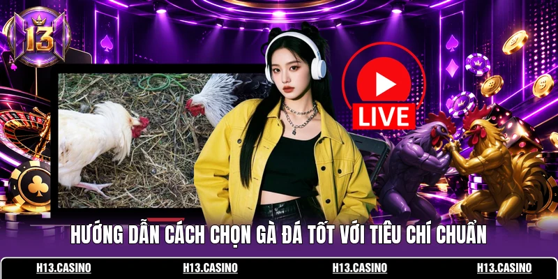 Hướng dẫn cách chọn gà đá tốt với tiêu chí chuẩn